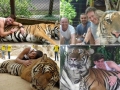 Tiger Selfie
