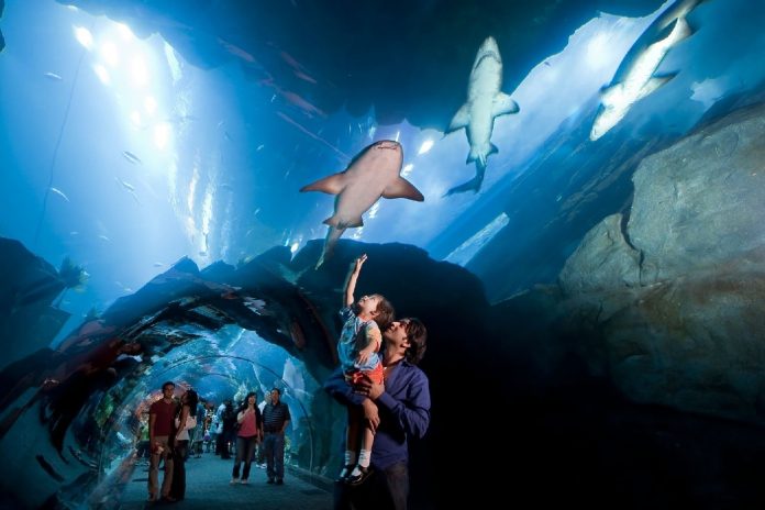 dubai-aquarium-underwater-zoo