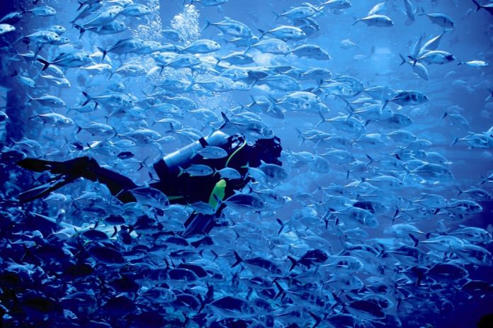 shark-dives-at-dubai-aquarium-underwater-zoo