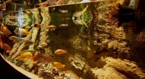 an-exhibit-at-dubai-aquarium-underwater-zoo-at-the-dubai-mall