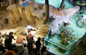interactive-touch-pools-at-dubai-aquarium-underwater-zoo