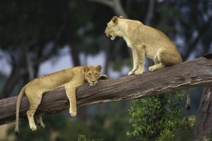 Kenya - Lions