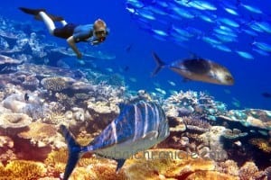 The diver over corals and tropical fishes