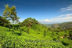 Sri Lanka (1)