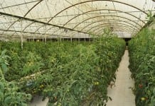 Khalifa Fund Launches ‘ Ziraai’ Agricultural Program
