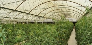 Khalifa Fund Launches ‘ Ziraai’ Agricultural Program