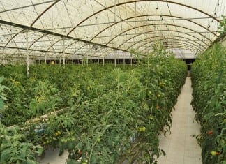 Khalifa Fund Launches ‘ Ziraai’ Agricultural Program