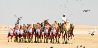 Al Dhafra Festival showcases Emirati traditions