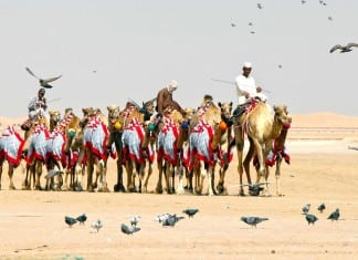 Al Dhafra Festival showcases Emirati traditions
