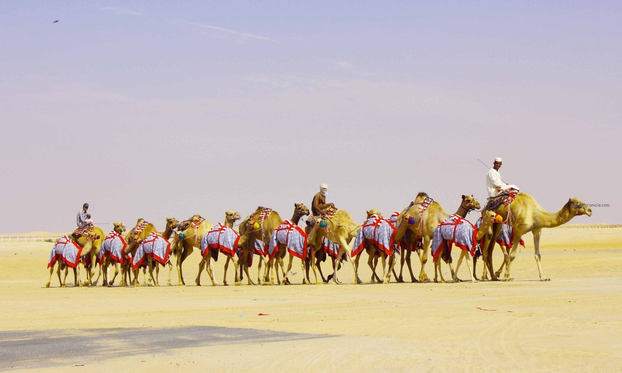 Al Dhafra Festival2