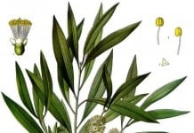 Problem Skin: How to Buy Tea Tree Serums & Oils