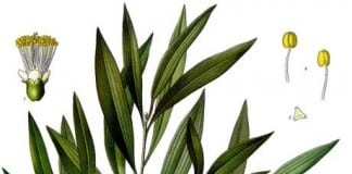 Problem Skin: How to Buy Tea Tree Serums & Oils
