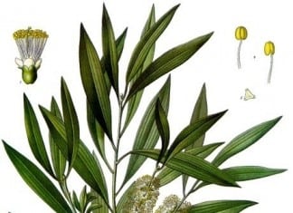 Problem Skin: How to Buy Tea Tree Serums & Oils