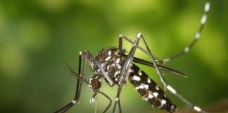 Zika Virus May Increase Risk of Mental Illness