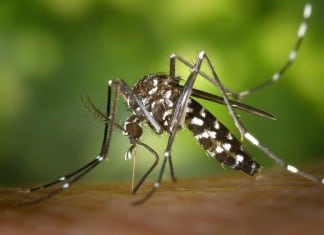 Zika Virus May Increase Risk of Mental Illness