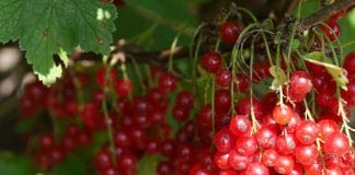 Cranberries Can Decrease Use of Antibiotics