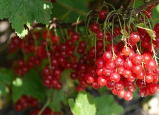 Cranberries Can Decrease Use of Antibiotics