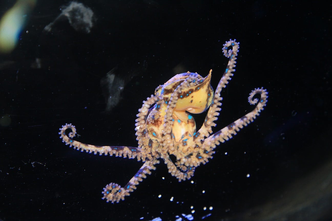 blue-ring-octopus-at-dubai-aquarium-underwater-zoo