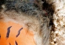 Free movies for little ones and kid’s entertainment