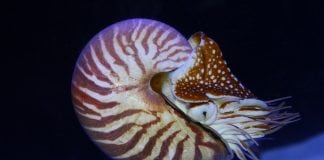 October 8 is World Octopus Day!
