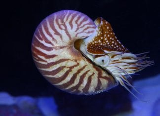 October 8 is World Octopus Day!