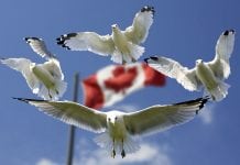 Canada Calling! Best and Fastest Immigration Programs