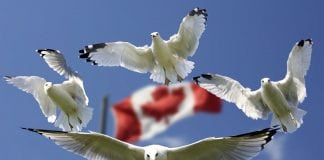 Canada Calling! Best and Fastest Immigration Programs