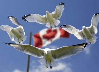 Canada Calling! Best and Fastest Immigration Programs