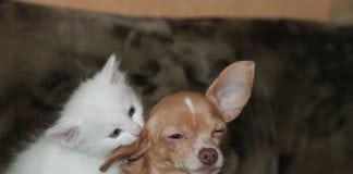 Who’s Smarter, Dogs or Cats? Here Is The Answer