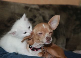 Who’s Smarter, Dogs or Cats? Here Is The Answer