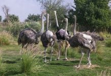 Dubai Safari Soft Opening Draws 14,000 Visitors During First Two Days
