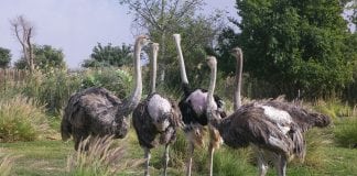 Dubai Safari Soft Opening Draws 14,000 Visitors During First Two Days