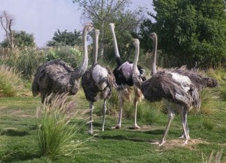 Dubai Safari Soft Opening Draws 14,000 Visitors During First Two Days
