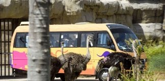 Dubai Safari Launches Spring Camp for Children