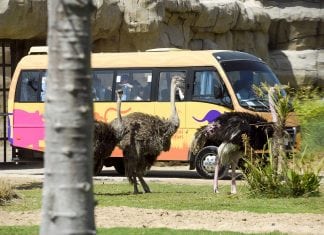 Dubai Safari Launches Spring Camp for Children