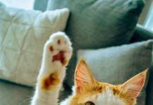 Find your new friend at Kittysnip’s pet adoption days in Dubai