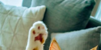 Find your new friend at Kittysnip’s pet adoption days in Dubai