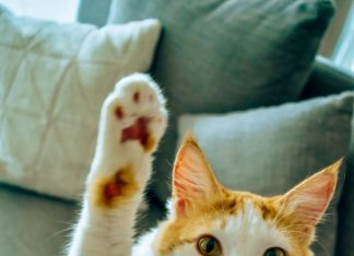 Find your new friend at Kittysnip’s pet adoption days in Dubai