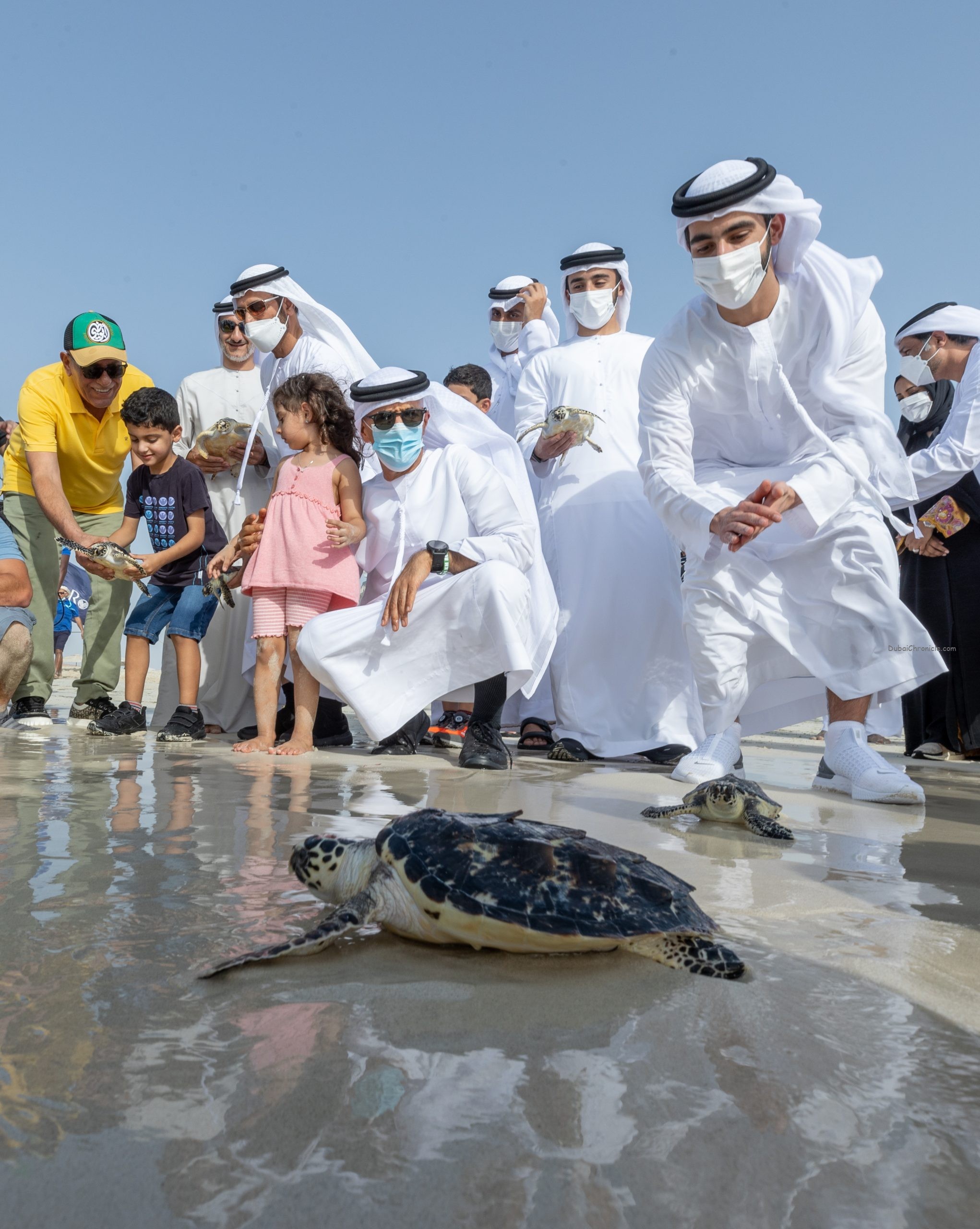 The Environment Agency and The National Aquarium Abu Dhabi (TNA) have safely returned 250 sea turtles back into open waters.