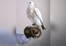 AED 1.5 Million Falcon Sale Reveals the Economics of Prestige Auctions