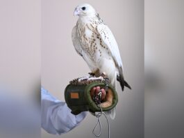 AED 1.5 Million Falcon Sale Reveals the Economics of Prestige Auctions