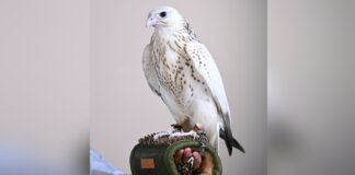 AED 1.5 Million Falcon Sale Reveals the Economics of Prestige Auctions