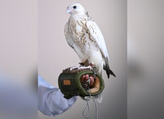 AED 1.5 Million Falcon Sale Reveals the Economics of Prestige Auctions