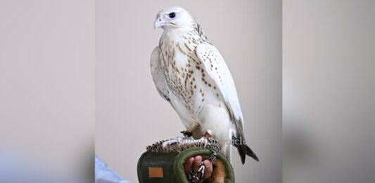 AED 1.5 Million Falcon Sale Reveals the Economics of Prestige Auctions
