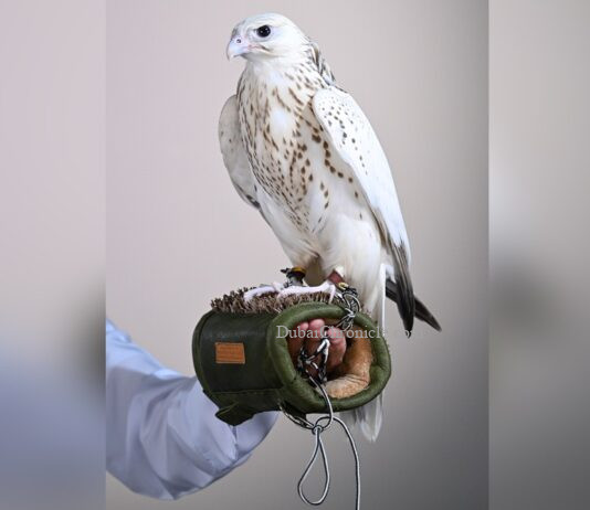 AED 1.5 Million Falcon Sale Reveals the Economics of Prestige Auctions